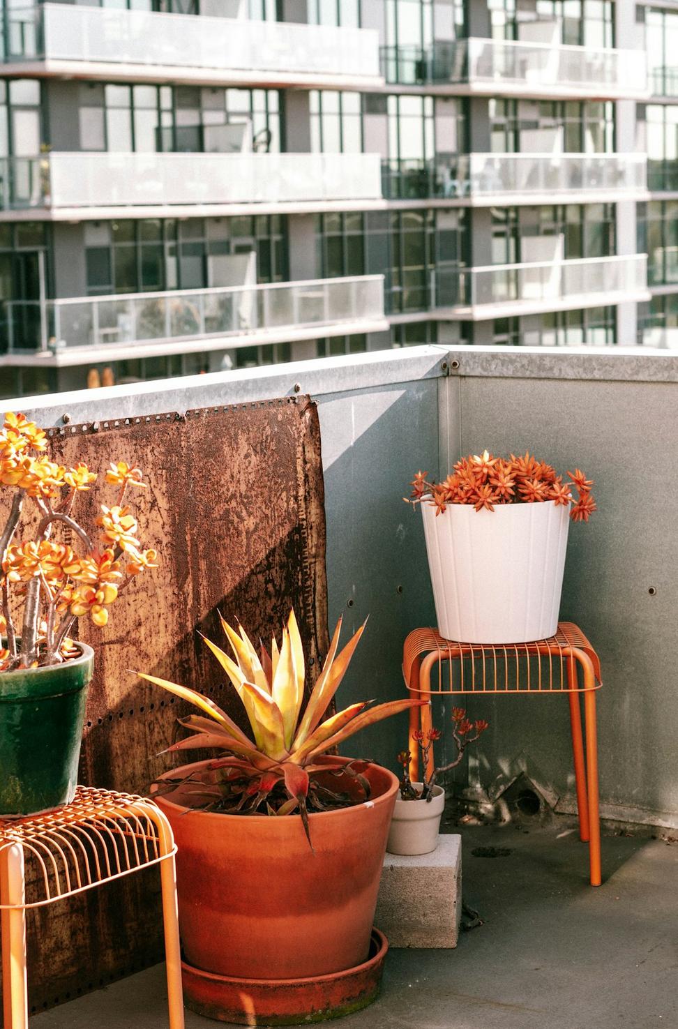 Urban Rooftop Oasis